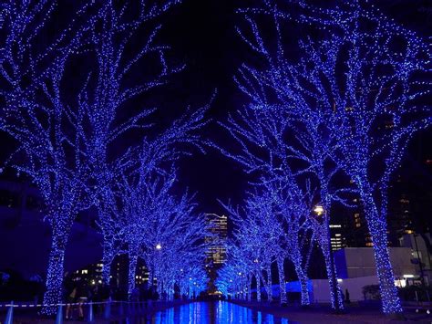 代々木公園ケヤキ並木などでイルミネーション「青の洞窟」 3年ぶりに シブヤ経済新聞