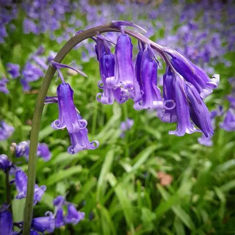 Blue Bell Flower Types Meanings And Benefits