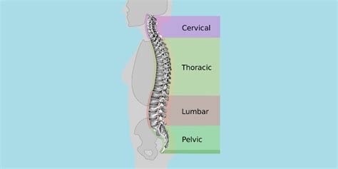 Office Chair Lumbar Support Types Functions Benefits