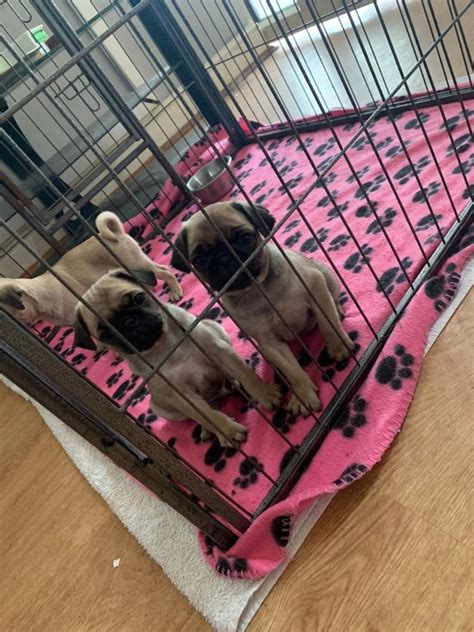 Pug Puppies For Sale Boston Ma 339490 Petzlover