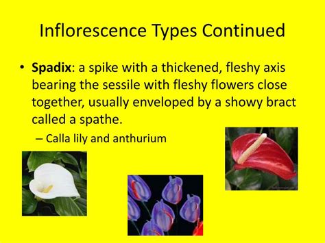 Ppt Flower Inflorescences Powerpoint Presentation Free Download Id