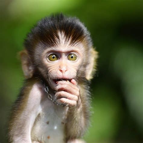 Vervet Monkey Looking Surprised Stock Image Image Of Amazed Mouth