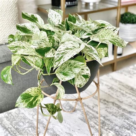 Marble Queen Pothos Plant Care Water Light Nutrients Greg App 🌱