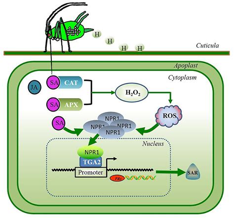 Frontiers Wheatfusarium Graminearum Interactions Under Sitobion