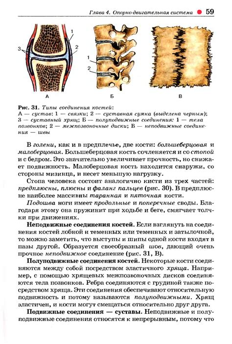 Биология. Человек. 8 класс - Колесов Д.В., Маш Р.Д., Беляев И.Н. - 2002