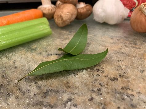 20 FRESH California Bay Laurel Leaves Cooking Spice Natural - Etsy