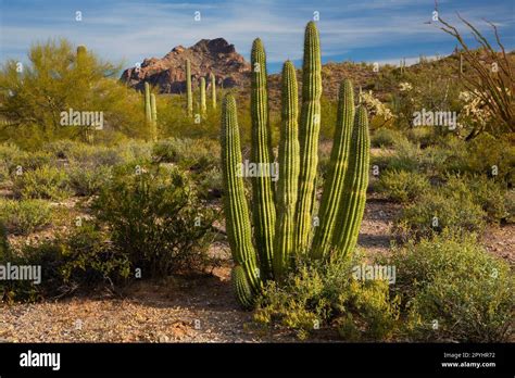 Organ Pipe Cactus Along Red Tanks Tinaja Trail Organ Pipe Cactus