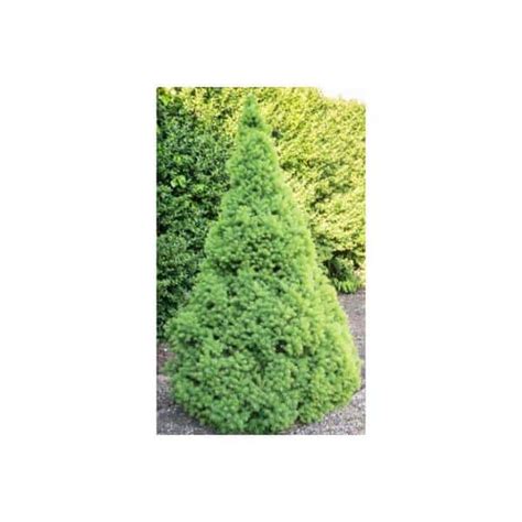 Spruce Dwarf Alberta Picea Glauca Conica Gal Hands Garden Center