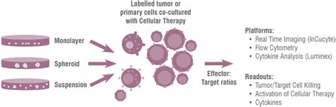 In Vitro Car T Cell Therapy Testing Charles River