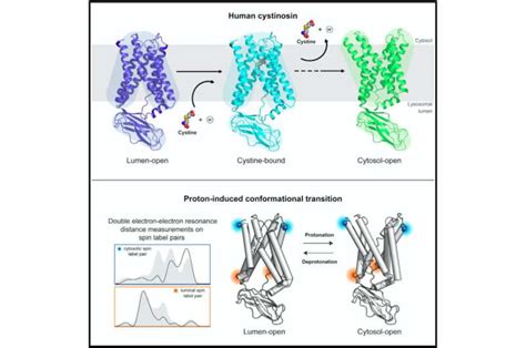 Study Reveals The Molecular Origin Of The Genetic Disease Cystinosis