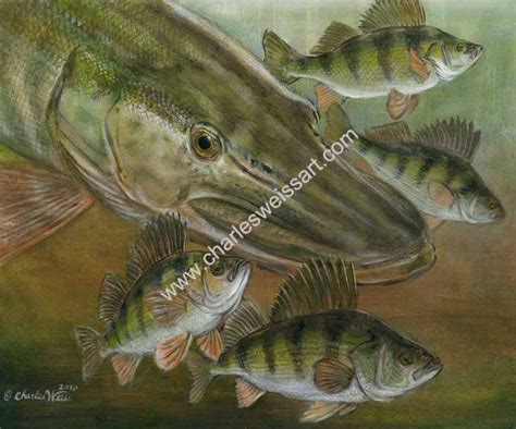 Fish Artwork Musky Fishing Fish Painting