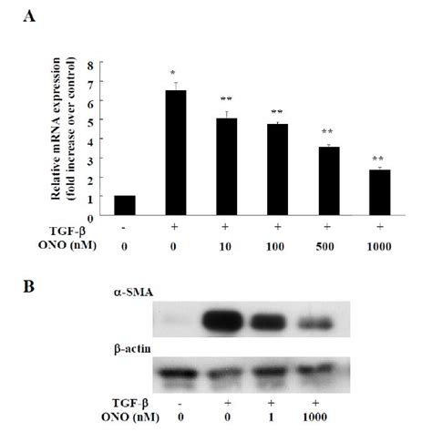 Effects Of Ono On Tgf Induced Col Mrna Expression And Sma