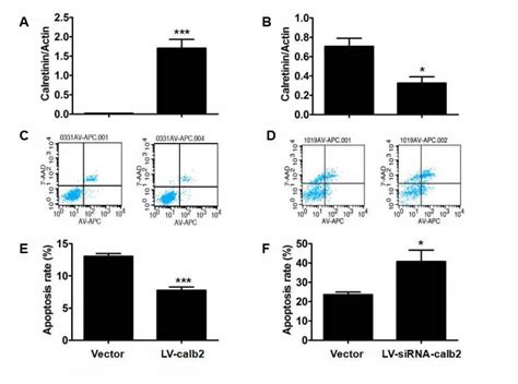 Protective Effect Of Calretinin On Testicular Leydig Cells Via The