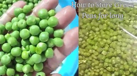 How To Store Peas In Fridge For Long Time How To Store Green Peas