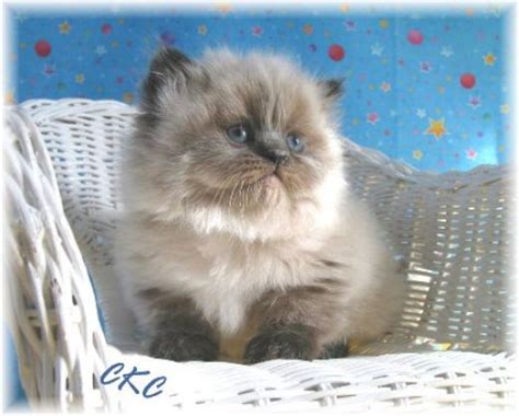 Teacup Persian Cats : Biological Science Picture Directory – Pulpbits.net