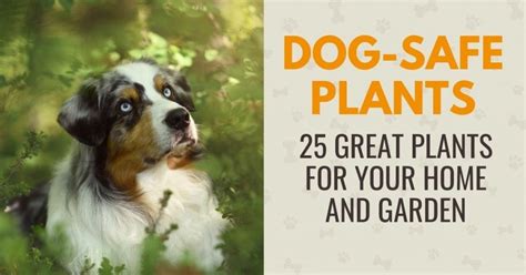 25 Plants That Are Safe for Dogs - Canine Compilation