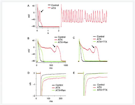 Anemone Toxin Ii Atx Nm Induced Eads And Enhanced Late I Na In