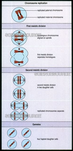 Meiosis, Diagram | Stock Image - Science Source Images