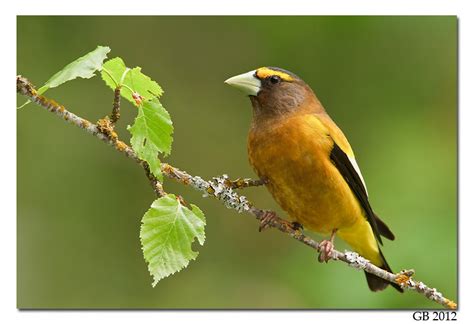 EVENING GROSBEAK