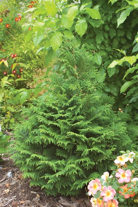 Soft Serve® False Cypress Chamaecyparis Pisfera Conifers Garden