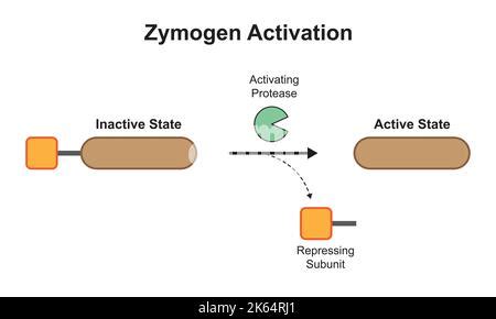 Scientific Designing Of Zymogen Activation Colorful Symbols Vector