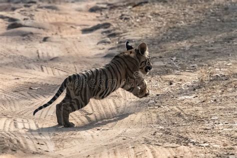 A Wild Baby Tiger in India, Madhya Pradesh Stock Image - Image of funny ...