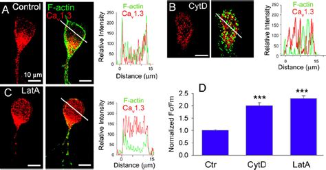 Depolymerization Of F Actin Causes Ca 1 3 Channel Internalization In