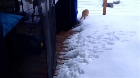 Stripey And Timmy On The Snowy Deck Youtube