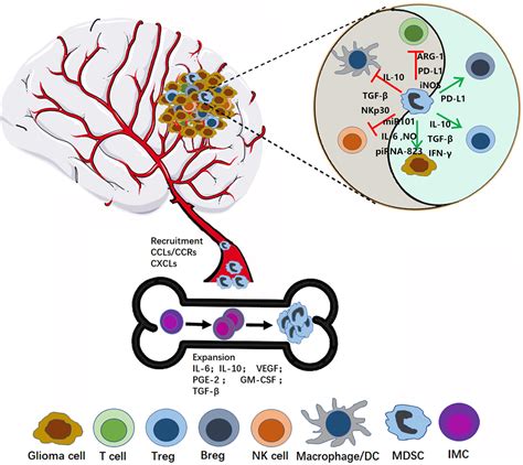 Frontiers The Emerging Role Of Myeloid Derived Suppressor Cells In