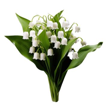 Lily Of The Valley Flower Transparent Lily Of The Valley White PNG