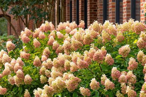 Limelight Hydrangea Shrubs Vs Limelight Hydrangea Trees