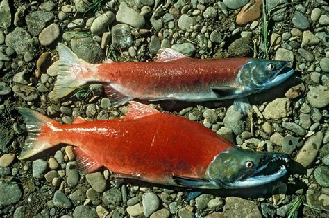 Sockeye Salmon Kokanee Oncorhynchus Nerka Fish