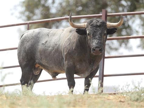 Estos Son Los Toros De Adolfo Mart N Para Majadahonda Aplausos Es