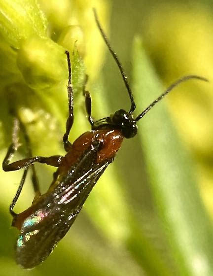 Braconid Wasp Bugguidenet