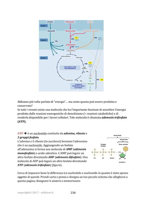 Solution Bioenergetica Dispensa Metabolismo Studypool