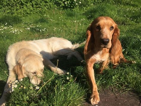 Golden Cocker Retriever Puppies | in Consett, County Durham | Gumtree