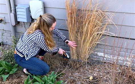 How to Care for Ornamental Grasses Through the Seasons