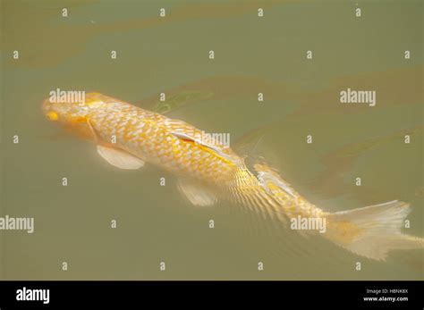 Peces Koi De Colores Fotograf As E Im Genes De Alta Resoluci N Alamy