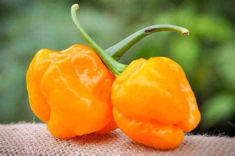 Moa Yellow Scotch Bonnet Hot Pepper Premium Seed Packet More Etsy