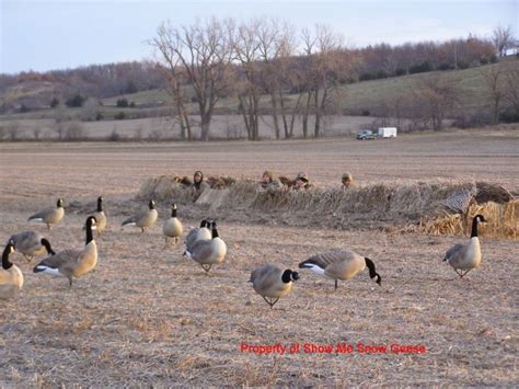 Enjoy your hunting season with Missouri goose hunting professionals ...