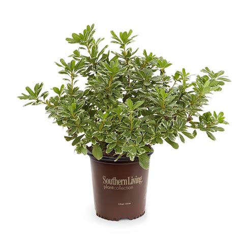 Southern Living Orange Mojo Pittosporum Foundation/Hedge Shrub in 3 ...