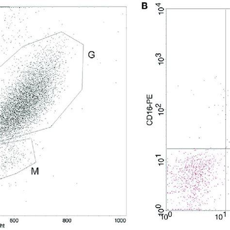 A Representative Flow Cytometry Dot Plot Of White Blood Cell