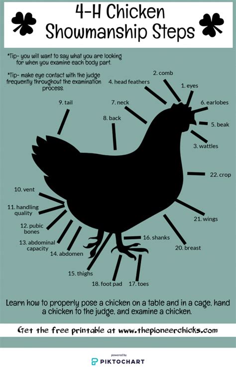 Poultry Showmanship Score Sheet Printable Templates Free