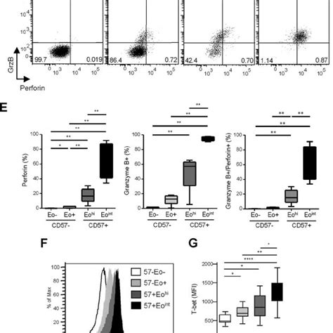 Phenotypic And Functional Characterization Of Eomes Cd T Cells