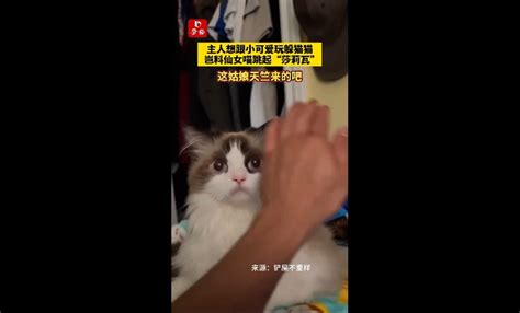 主人想跟小可爱玩躲猫猫，岂料仙女喵跳起“莎莉瓦”！这姑娘天竺来的吧！