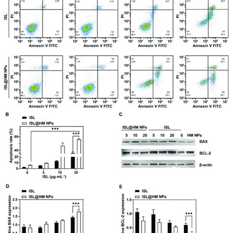 Annexin Vfitc Pi Apoptosis Assay A And Quantitative Analysis B Of