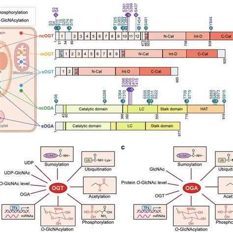 The Molecular Structure Localization And Regulation Of Ogt And Oga A