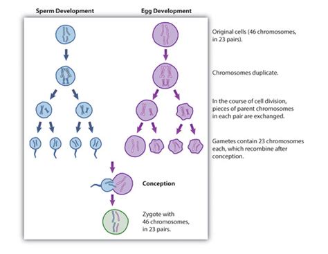 CH 9 Psychology Over The Life Span Growing Up Growing Older Growing