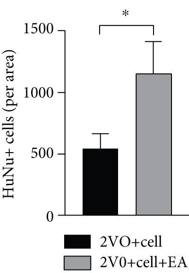 Effect Of EA Treatment On The Survival Of The Grafted MGE Neural