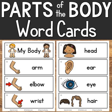 Parts Of The Body Picture Word Cards Prekinders